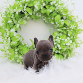 프렌치불독