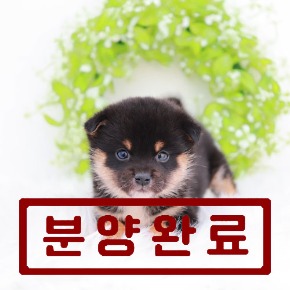 시바이누