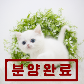 브리티쉬숏헤어