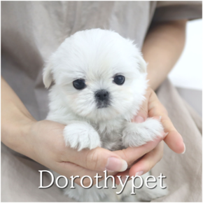 말티즈