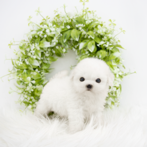 비숑프리제