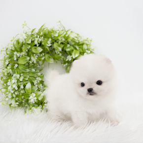 포메라니안