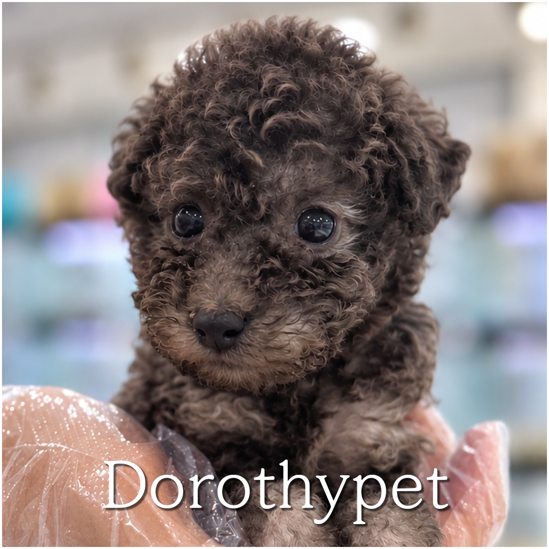 푸들