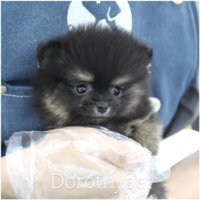 포메라니안