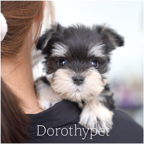 슈나우저