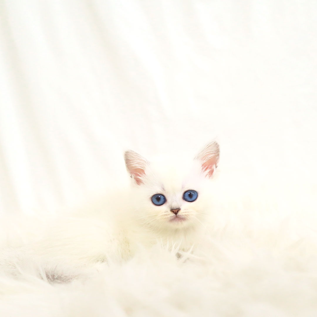 브리티쉬숏헤어