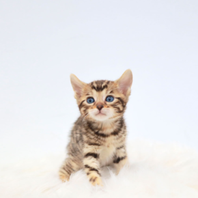 뱅갈