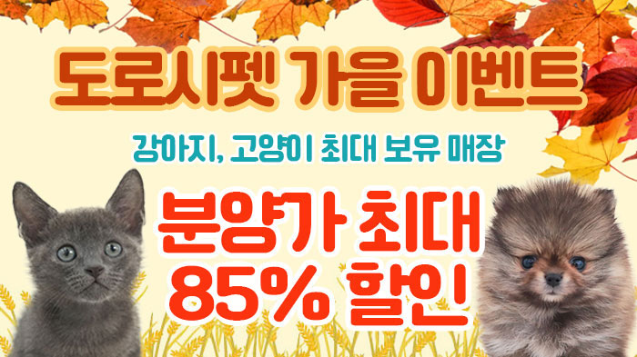 가을맞이 이벤트 85% 할인